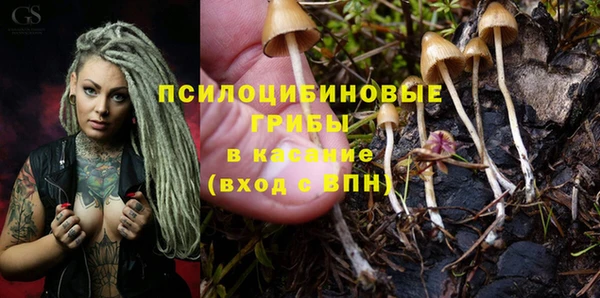 шишки Аркадак